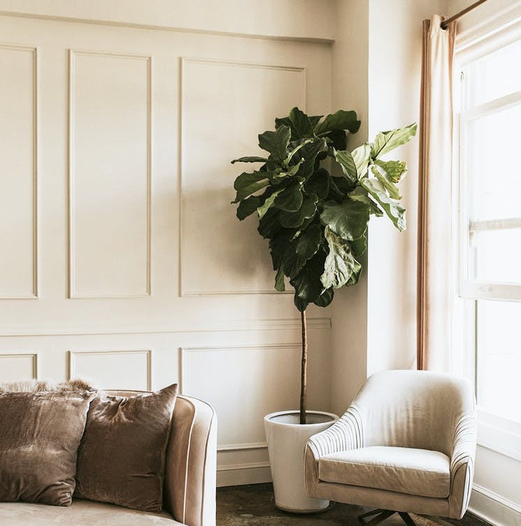 Room with paneling, a plant, and a window with curtains